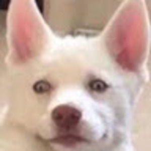 Meet your Posher, Riley